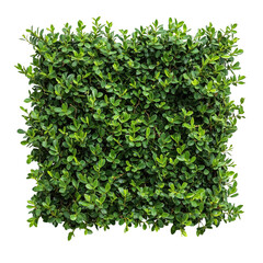 Fototapeta premium Square Shaped Green Bush. Transparent Bush. Bushes with alpha channel.