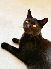 Portrait of cute cat feline  © OLENA LIALINA