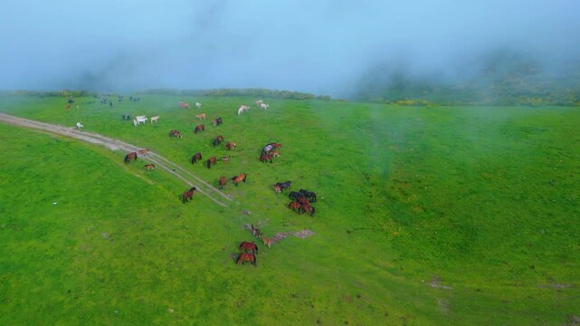 Herd of mares in the meadows of Puertos de Sejos in the Sierra del Cordel. Campoo Cabu&eacute;rniga Association. Saja Natural Park. Cantabria. Spain. Europe