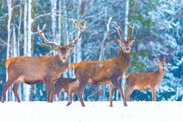 Christmas fairytale. Winter wildlife landscape with noble deers. Artistic winter christmas nature image. Many deers in winter.