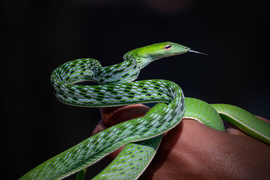 Asian Vine Snake (Ahaetulla prasina) is a species of snake