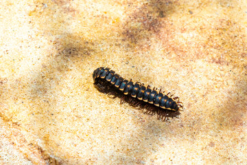 Caterpillar millipede crawls on the ground Mexico.