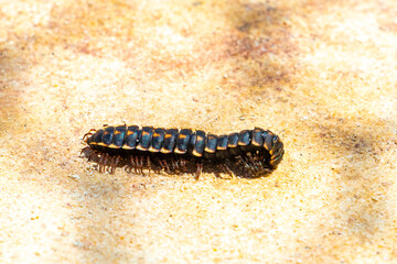 Caterpillar millipede crawls on the ground Mexico.