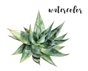 Hand-Painted Watercolor Aloe Vera Plant Botanical Illustration
