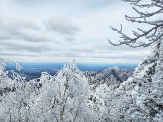 Winter in Chiaksan National Park, South Korea. Frost completely covers the trees. The trees are...
