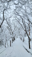 Winter in Sobaeksan National Park in South Korea. Hiking in the mountains - Vacation in the mountains. Winter Mountain Hiking.