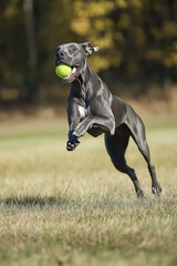 Great Dane Dog running and jumping with ball towards camera in the garden