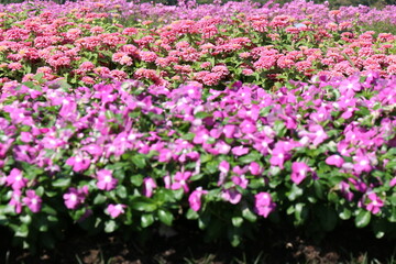 Pink flowers in the park
