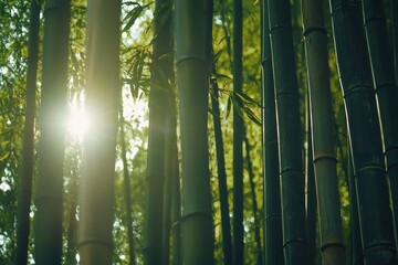 Fototapeta premium Serene Bamboo Forest with Sunlight Peeking Through the Dense Foliage