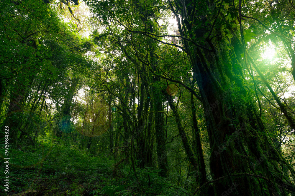 Wall mural looking up view of tree trunk to green leaves of tree in forest with sun light. fresh environment in