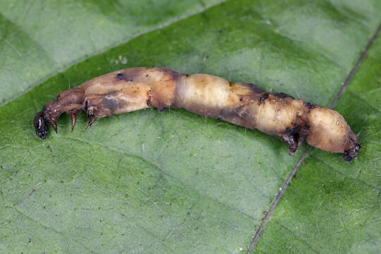Dead moth caterpillar after infestation entomopatogenic bacteria Bacillus thuringiensis. applied in the form of a biological plant protection product. Ecological pest control.