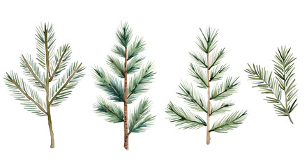 Watercolor fir branches set. Green spruce branch. Hand drawn illustration with pine