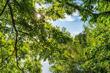 The sun shines through a green canopy of leaves in summer