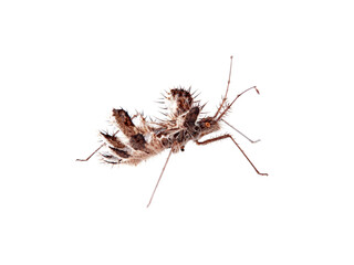 The golden egg bug in a white background. Phyllomorpha laciniata. 