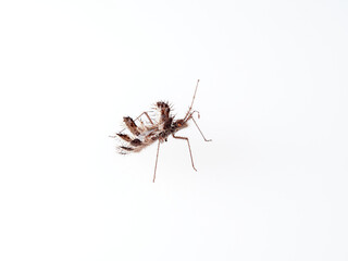 The golden egg bug in a white background. Phyllomorpha laciniata. 
