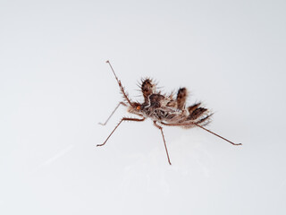 The golden egg bug in a white background. Phyllomorpha laciniata. 