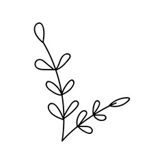 Leaves, plant in doodle style. Vector, on a white background