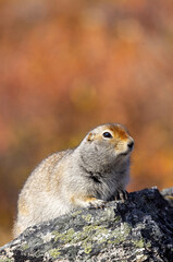 Arctic Ground Squirrel in Denali National Park Alaska in Autumn