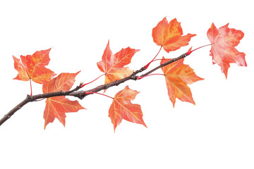 Fototapeta premium Maple tree branch in autumn isolated on transparent background