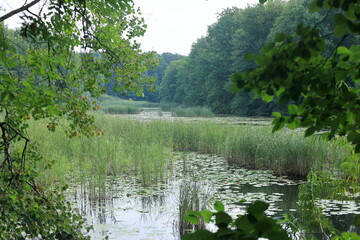 Kleiner Teich im Stadtwald von Plau am See