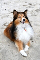 A beautiful, fluffy collie (dog) with brown, white and black hair laying on the beach with a big smile on its face.
