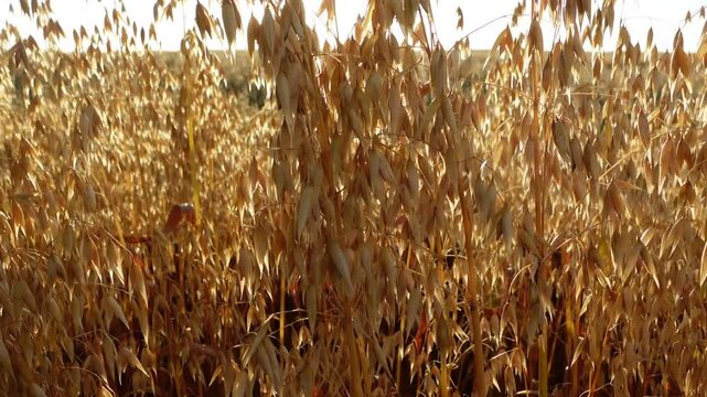 Oats closeup in field before harvesting.  Panning shot.