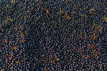 aronia, sok, owoce, jagody,  © toniabrygier