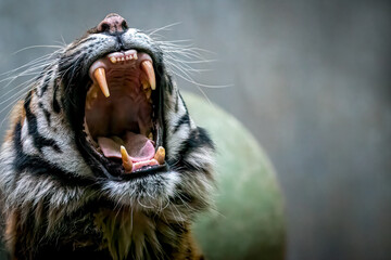 close-up of a tiger roaring with mouth open