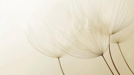 elegant dandelion seed head against soft neutral background delicate wisps catch light symbolizing hope and new beginnings subtle tones evoke feelings of comfort and support in times of loss