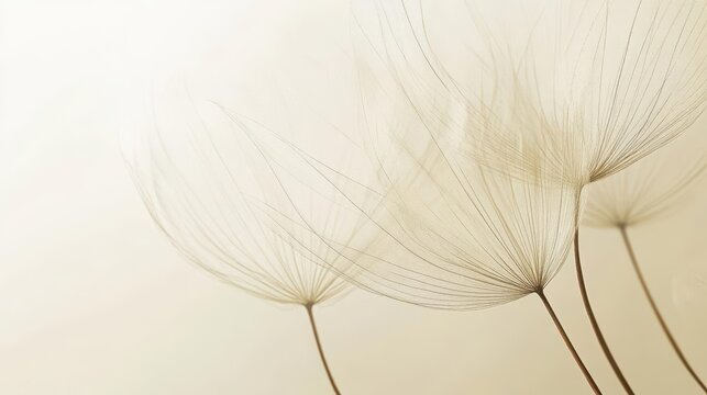 elegant dandelion seed head against soft neutral background delicate wisps catch light symbolizing hope and new beginnings subtle tones evoke feelings of comfort and support in times of loss