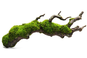 Fototapeta premium Tree Branch with Moss, cut out. Transparent.