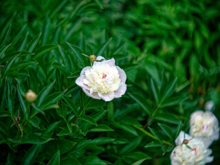 Peony flowers in the garden
