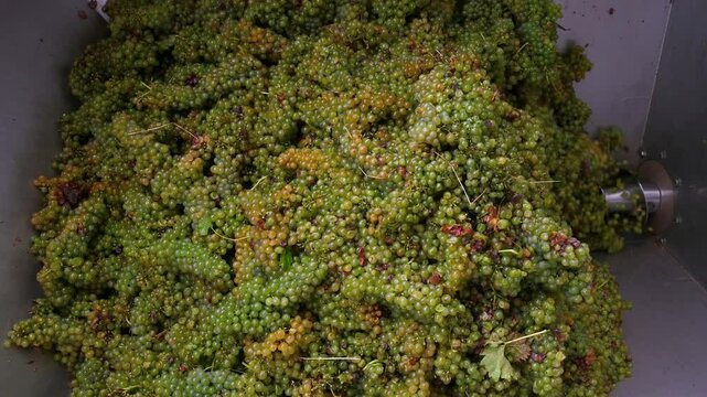 White grapes are crushing by industrial grape crusher machine. Real time.
