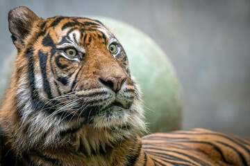 Majestic Tiger Portrait in Natural Habitat Lighting