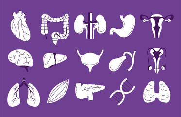 Human internal organs doodle line art style isolated set. Vector graphic design element illustration