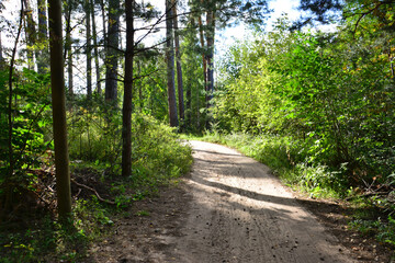 an empty road with sunlight and trees on the side in the pine forest