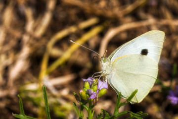 Profile of Large White Butterfly Drinking from a Flower