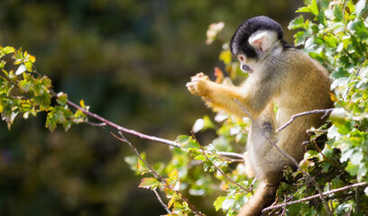 A Squirrel Monkey on a Branch, Holding Something in Its Hands