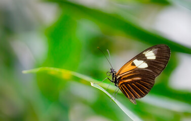 A Postman Butterfly on a Broken Leaf