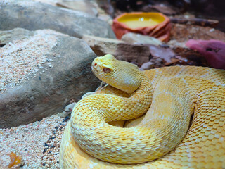 Albino diamondback snake coiled in rocky sand