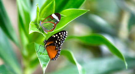 Portrait of a Glasswing Butterfly (Greta Oto) and a Tarracina Longwing Butterfly (Tithorea Tarracina)