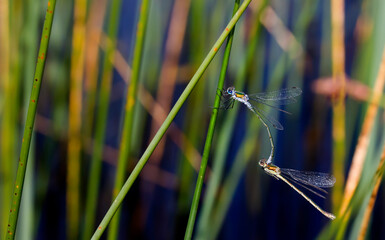 Close-Up of Male and Female Emerald Damselflies (Lestes Sponsa) on a Reed, in the Mating Season