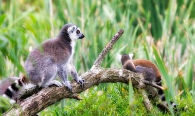 Portrait of a Lemur Sitting on a Log Observing
