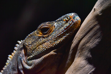 A chameleon crawls on a branch against a black background