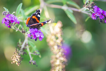 butterfly on flower