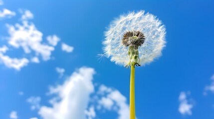 A Single Dandelion Seed Head Against a Blue Sky with Clouds.
