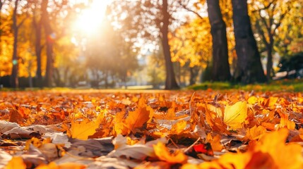 A close-up view of colorful autumn leaves covering the ground of a park, with the sun shining through the trees in the background.