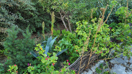 green moss on the ground