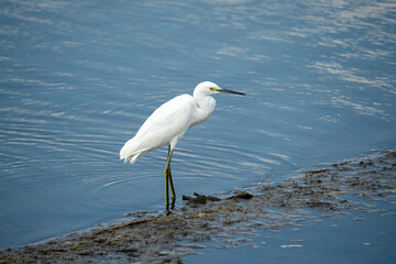 Snow Egret