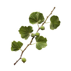 Fototapeta premium Fresh fig branch with green leaves and unripe fruits arranged against a transparent background for culinary use and decoration
